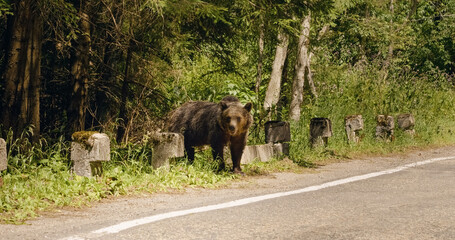 Big brown bear along the road during a hot summer day.