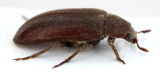 Dermestes peruvianus, the Peruvian larder beetle, is a species of carpet beetle in the family Dermestidae. 