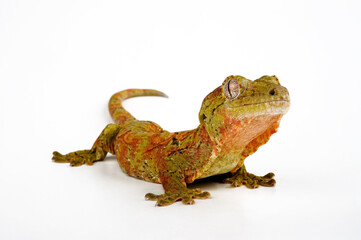 Mossy New Caledonian gecko // Neukaledonischer Flechtengecko (Mniarogekko chahoua)