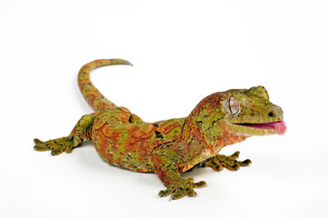 Mossy New Caledonian gecko // Neukaledonischer Flechtengecko (Mniarogekko chahoua)