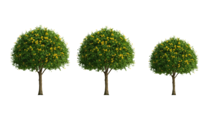 Trio of Deciduous Trees with Yellow Flowers on White Background