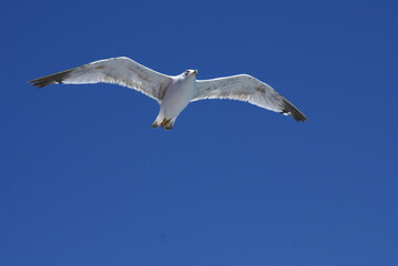Seagull Flying in Clear Blue Sky – Bird in Flight