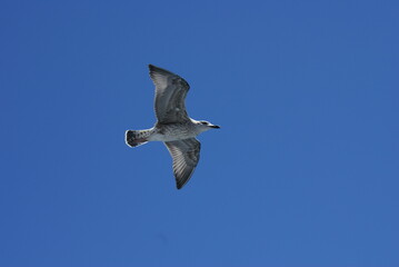 Seagull Flying in Clear Blue Sky – Bird in Flight