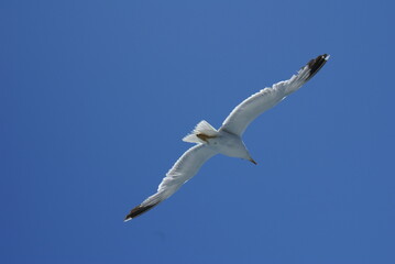 Obraz premium Seagull Flying in Clear Blue Sky – Bird in Flight