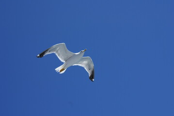 Seagull Flying in Clear Blue Sky – Bird in Flight