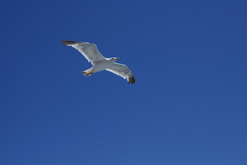 Seagull Flying in Clear Blue Sky – Bird in Flight