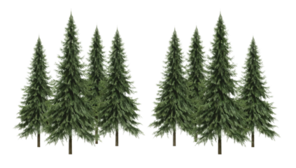 Scenic Pine Forest Digital Illustration of Verdant Evergreen Trees in a Dense Woodland Setting