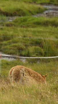 Vicugna Grazing in Highland Meadow Near Fence in Scotland