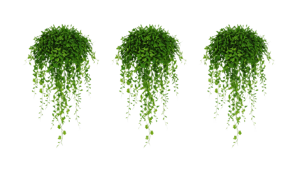 Collection of three vibrant green hanging plants, a lucid digital illustration featuring cascading foliage isolated on a white background