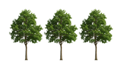 Three lush green deciduous trees standing tall against a crisp white background, showcasing their full, healthy foliage and sturdy trunks