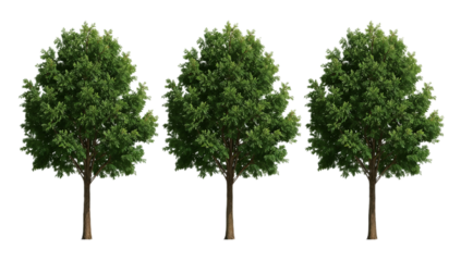 Three Vibrant Trees Isolated on White A Digital Illustration for Nature Concepts