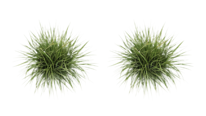 Two realistic tufts of vibrant green grass isolated on a clean white background, showcasing a minimalist and natural botanical element