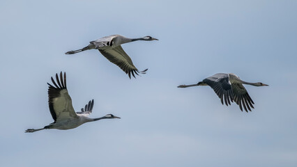 Flight of gray cranes migrating south to spend the winter