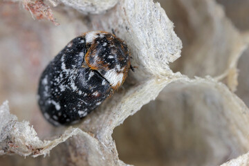 Lanorus pantherinus formerly Attagenus  a species of carpet beetle in the family Dermestidae. Beetle in a wasp nest.