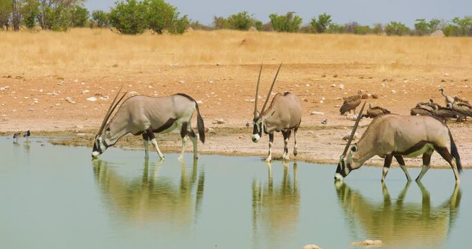 4K video; Three Gemsbok antelopes (Oryx gazella) standing in a waterhole to drink, Etosha national park Namibia
