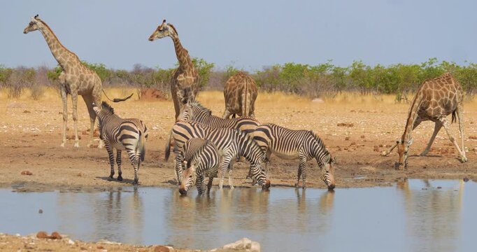 4K video; Zebras and Giraffes drinking from a well in Etosha National Park, Namibia