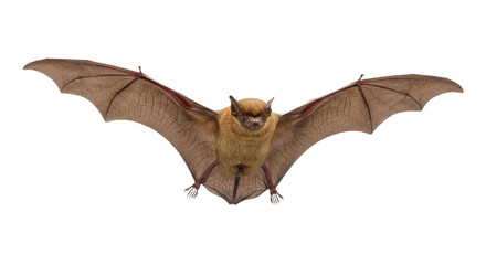 Brown bat in flight with wings fully spread isolated on transparent background