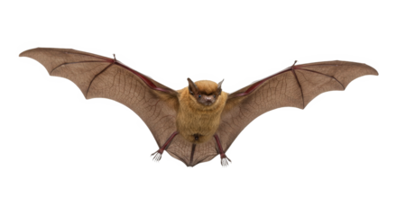 Brown bat in flight with wings fully spread isolated on transparent background