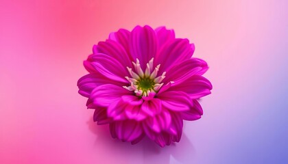 A gradient-filled dianthus flower icon, smooth color transition, summer, iconography