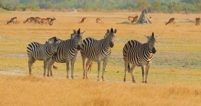 4K video; Zebras resting on savanna in late afternoon light, Moremi Game Reserve Botswana
