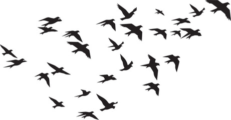 birds in flight