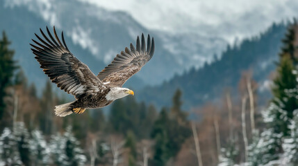 Fototapeta premium american eagle in flight