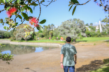 Pohutukawa trees in bloom. People walking in the park. Onehunga Bay Reserve. Auckland.