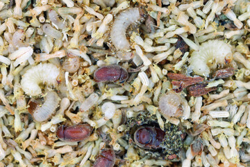 Lasioderma serricorne, more commonly referred to as the cigarette beetle, cigar beetle, paprika beetle or tobacco beetle. Larvae and adults in tea.