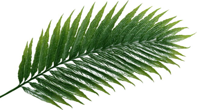 Green Fern Leaf with Detailed Veins and Lush Foliage