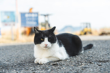 野良猫