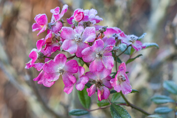 Blüten der pink Rose Mozart mit Raureif im Spätherbst-Garten	
