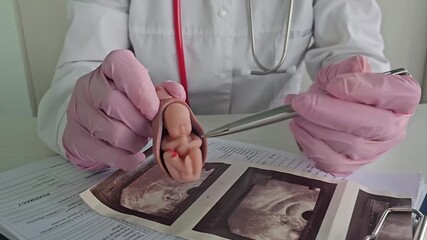 Medical professional examines ultrasound images with baby model in clinic setting
