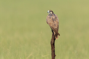  Laggar Falcon In Grassland