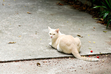 Cat rest on ground and looking at camera