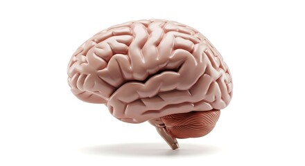 Human brain model isolated on white background, showcasing anatomy and structure for educational purposes and medical study