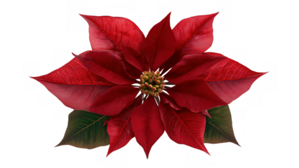 Red poinsettia with green leaves adds holiday cheer, created AI, PNG