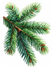 Fototapeta premium Evergreen branch with tiny cones on white background