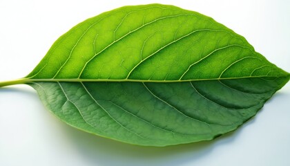 Isolated green leaf with detailed veins rests on a pure white surface. This natural element offers a clean, organic visual for eco concepts, science, and health topics.