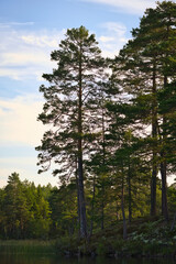 Tall pine trees rise against the sky in the dark forest, by a Swedish lake.
