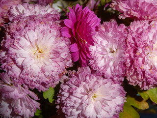 Bouquet of Pink and Magenta Chrysanthemum Flowers