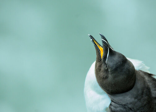 Razorbill seabird calling with beak open in Stackpole Wales UK