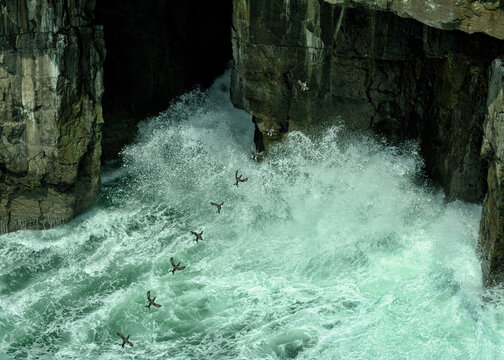 Razorbill seabirds flying over waves at Stackpole cliffs Pembrokeshire