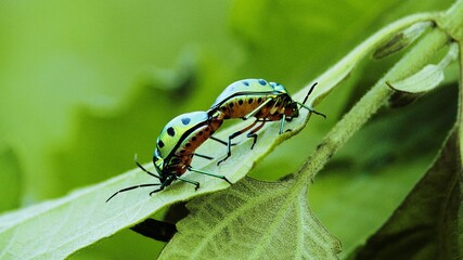 green bug on a leaf