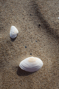 shells on the white sand beach