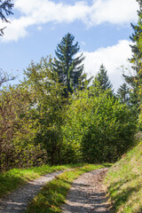 Obraz premium Wald mit Bäumen und Forstweg in den Alpen, Österreich