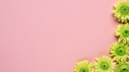 Green Chrysanthemums on Pink Background with Copy Space