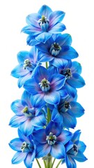 Azure Delphinium Blooms Isolated On A Clean White Background