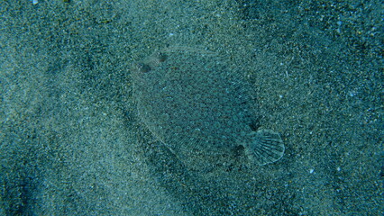 Wide-eyed flounder (Bothus podas) undersea, Ligurian Sea, Italy, Imperia