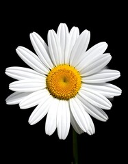 A single white daisy with a yellow center blooms against a black background.