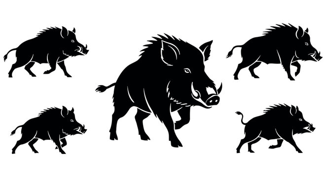 Wild boar or wild pig silhouettes collection large angry mammal running vector illustration set